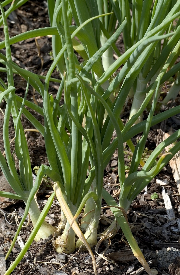 'Walla Walla' Onion - Allium cepa from Robinson Florists
