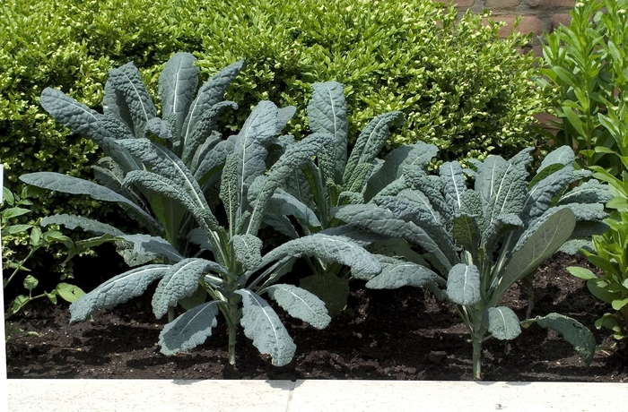 'Lacinato' Kale - Brassica oleracea from Robinson Florists