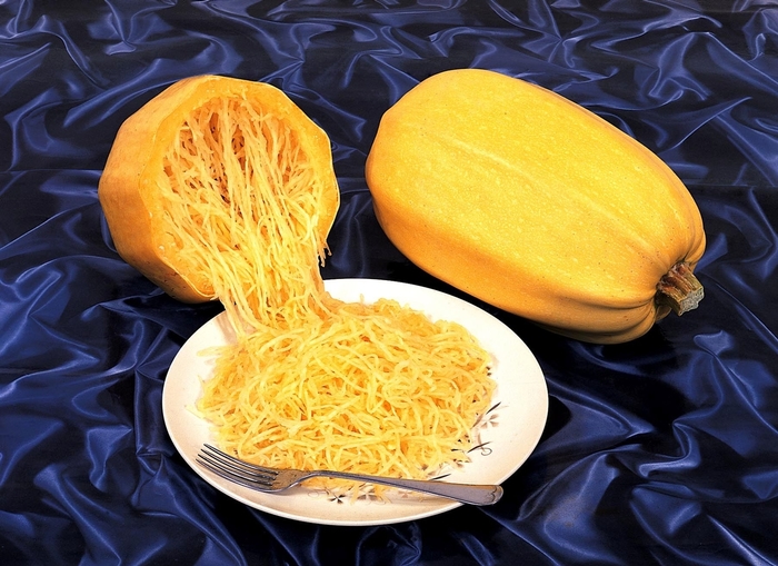 'Vegetable Spaghetti' Squash - Cucurbita from Robinson Florists