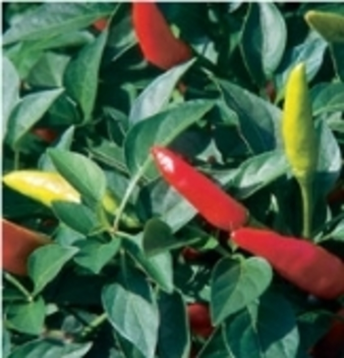 'Super Chili' Pepper - Capsicum annuum from Robinson Florists