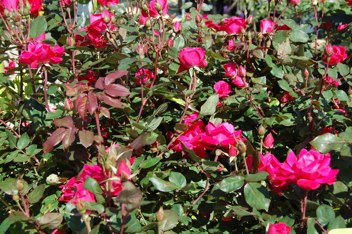 Knock Out® Pink Double - Rosa (Shrub Rose) from Robinson Florists