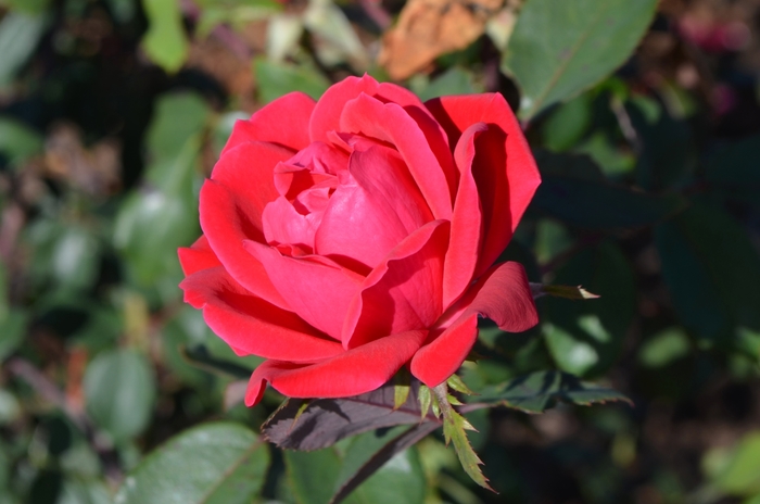 Knock Out® Double - Rosa (Shrub Rose) from Robinson Florists