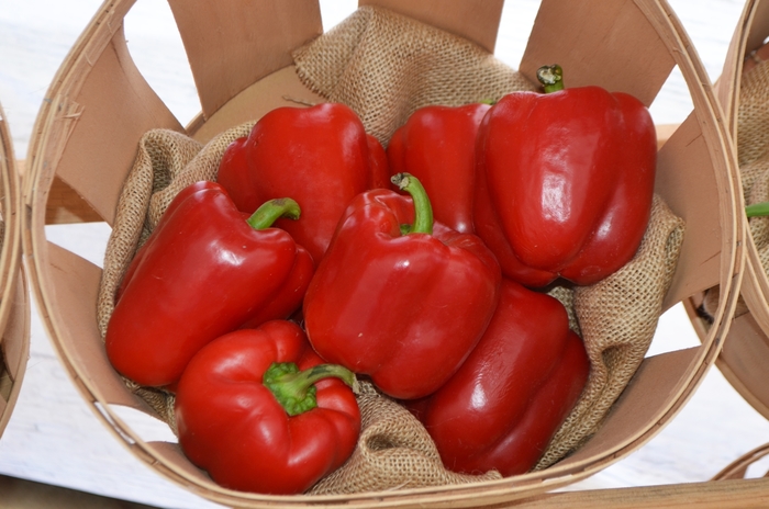 Red Bell Pepper - Capsicum annuum from Robinson Florists