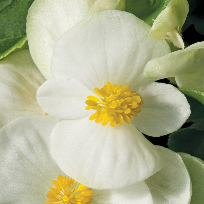 Bada Bing® 'White' - Begonia semperflorens from Robinson Florists