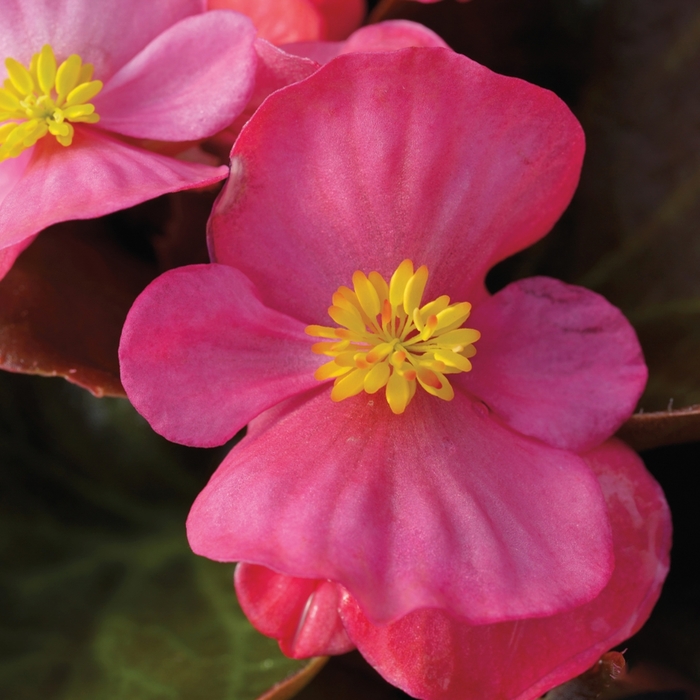 Bada Boom® 'Rose' - Begonia semperflorens from Robinson Florists