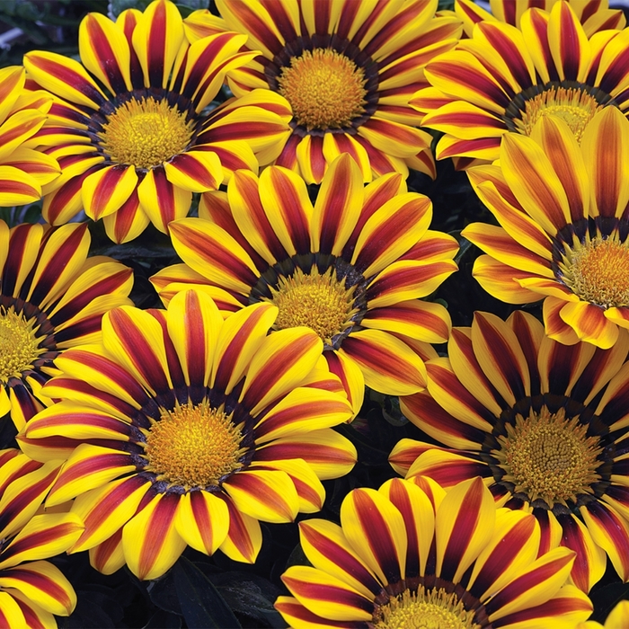 Big Kiss™ 'Yellow Flame Improved' - Gazania rigens (Treasure Flower) from Robinson Florists
