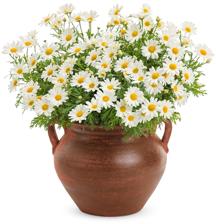 'Pure White Butterfly®' Marguerite Daisy - Argyranthemum frutescens from Robinson Florists