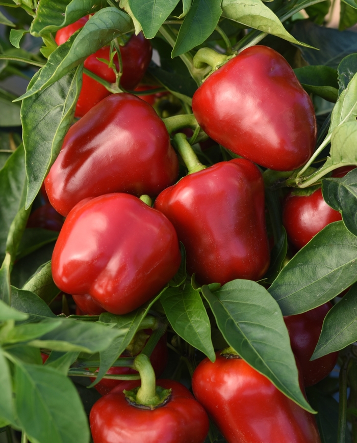 'Snackabelle' Bell Pepper - Capsicum annuum from Robinson Florists