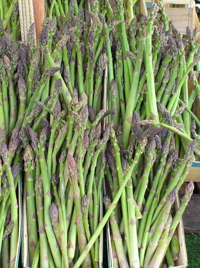 'Jersey Giant' - Asparagus officinalis from Robinson Florists
