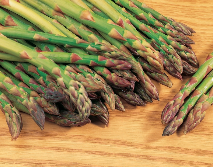 'Mary Washington' - Asparagus officinalis from Robinson Florists