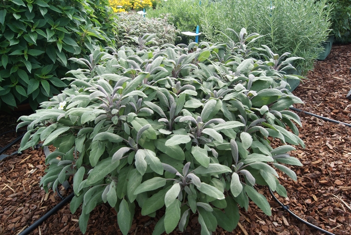 Garden Sage - Salvia officinalis from Robinson Florists
