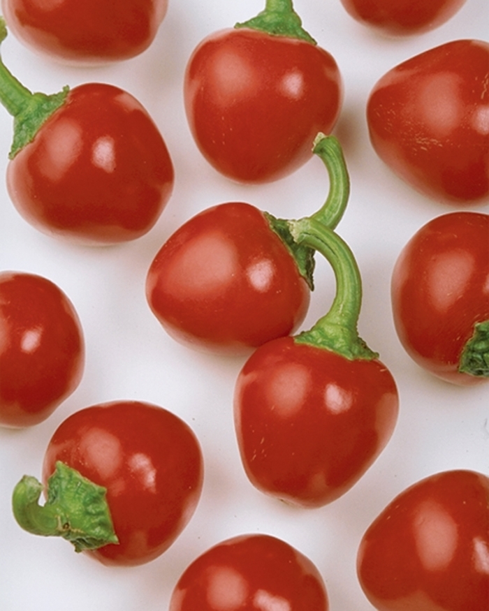 'Cherry Pick' Sweet Pepper - Capsicum annuum from Robinson Florists