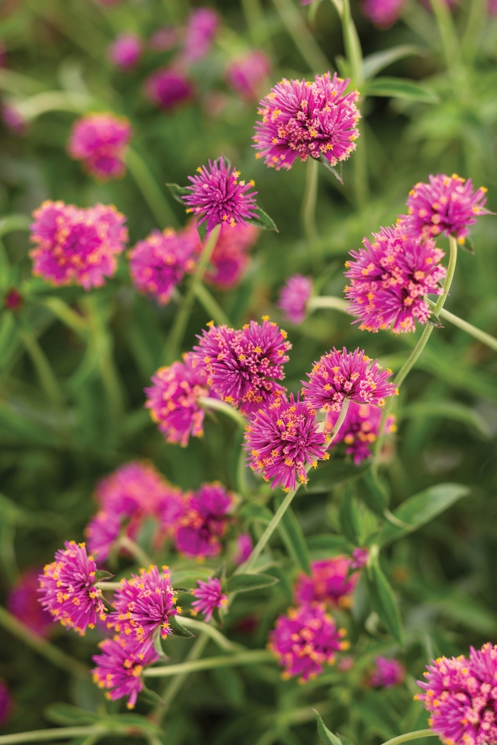 Truffula™ 'Pink' - Gomphrena pulchella (Globe Amaranth) from Robinson Florists