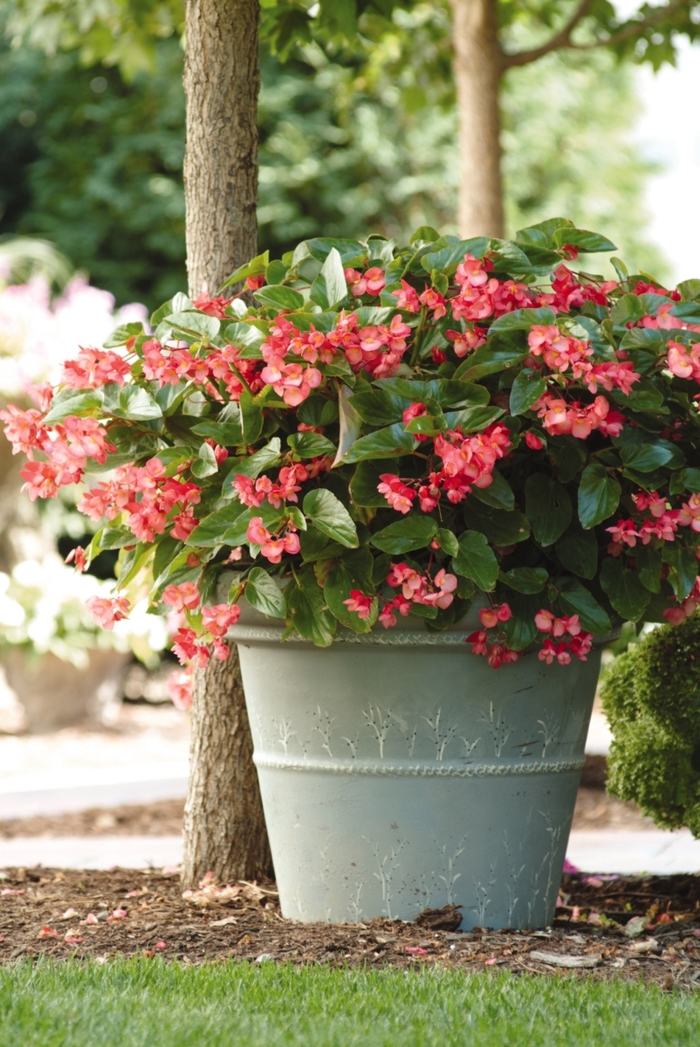 Dragon Wing® 'Pink' - Begonia from Robinson Florists