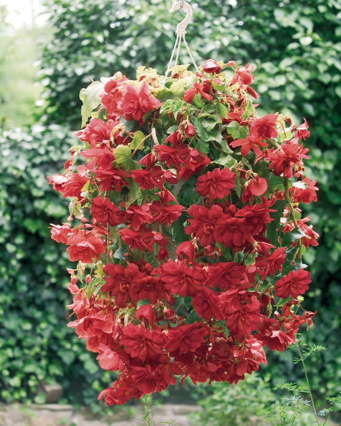 Illumination® 'Scarlet' - Begonia x tuberhybrida (Tuberous Begonia) from Robinson Florists