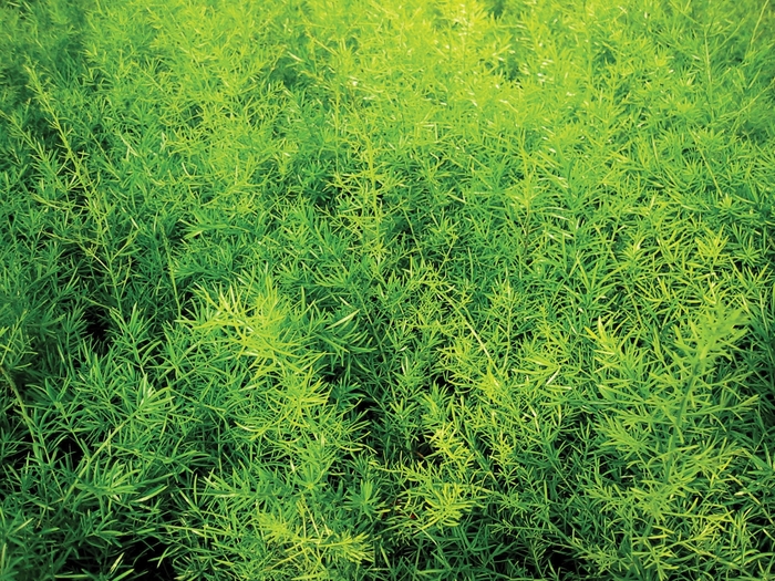 Proven Accents® 'Sprengeri' - Asparagus densiflorus (Asparagus Fern) from Robinson Florists