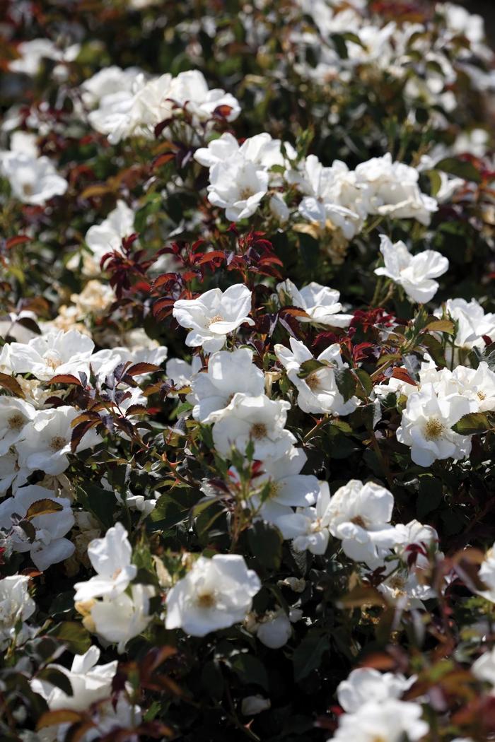 Knock Out® White - Rosa (Rose) from Robinson Florists