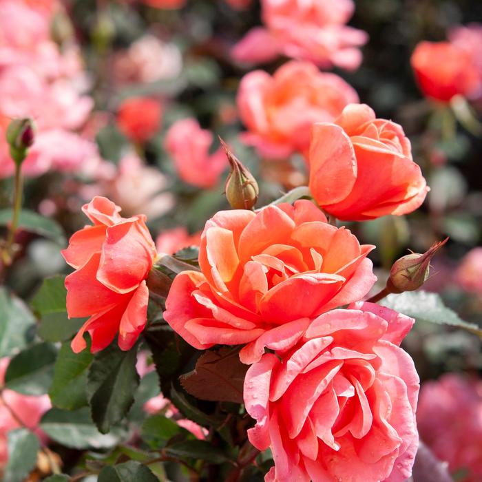 Knock Out® Coral - Rosa (Rose) from Robinson Florists
