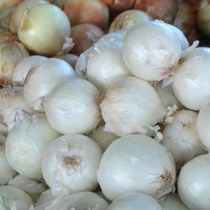 White Onion - Allium cepa from Robinson Florists