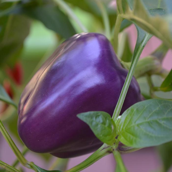 Purple Bell Pepper - Capsicum annuum from Robinson Florists