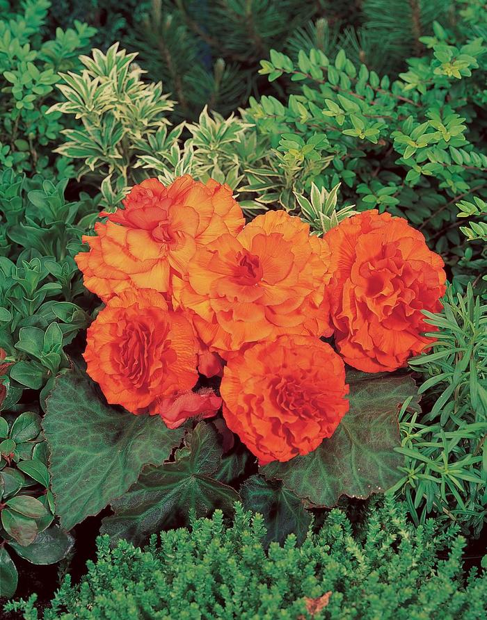 Nonstop® 'Orange' - Begonia x tuberhybrida (Tuberous Begonia) from Robinson Florists