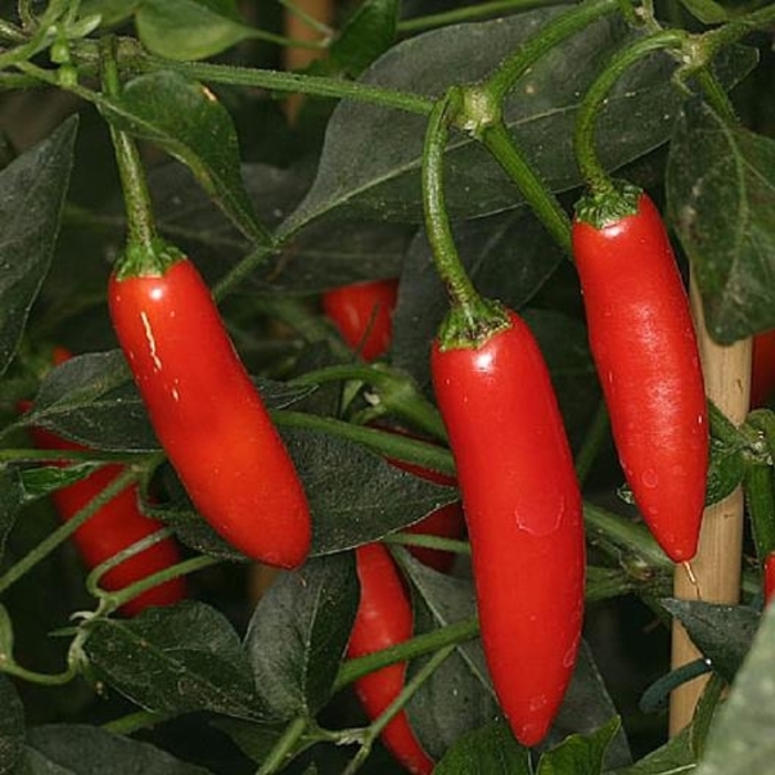 'Serrano' Chile Pepper - Capsicum annuum from Robinson Florists