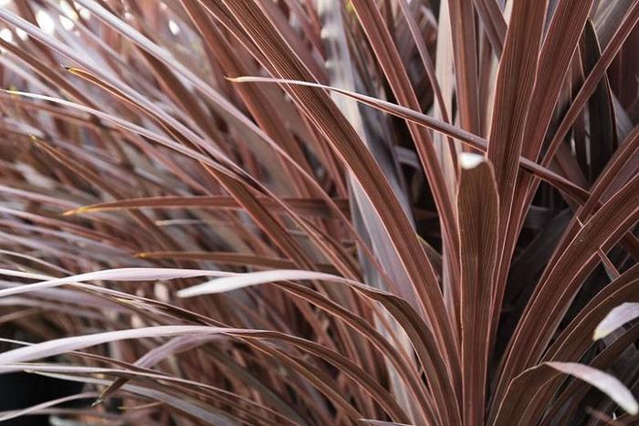 'Red Star' - Cordyline australis from Robinson Florists