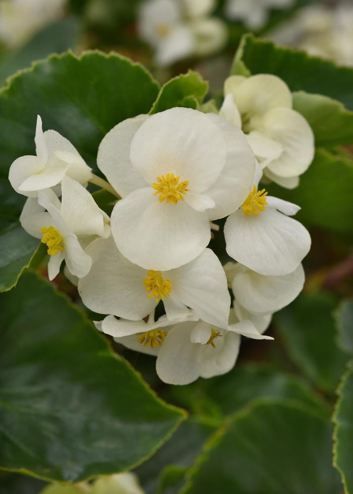 Megawatt™ 'White Green Leaf' - Begonia from Robinson Florists