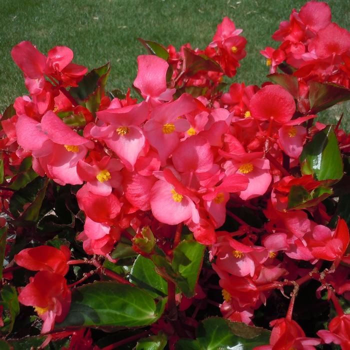Big™ 'Rose Green Leaf' - Begonia x benariensis from Robinson Florists