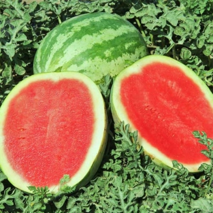 'Crimson Sweet' Watermelon - Citrullus lanatus from Robinson Florists