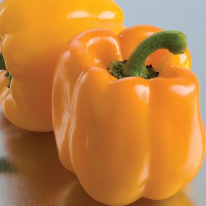 Yellow Bell Pepper - Capsicum annuum from Robinson Florists
