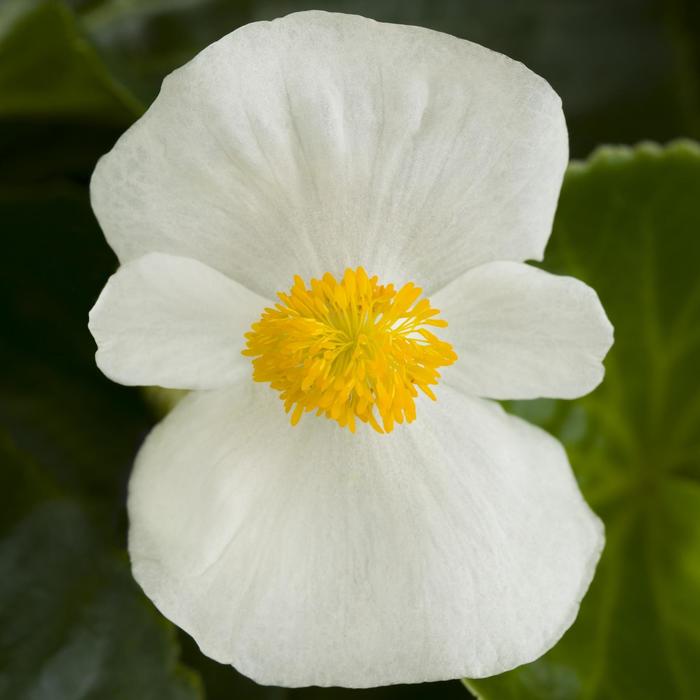Tophat™ White - Begonia from Robinson Florists