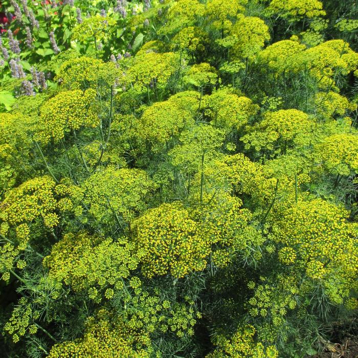 'Fernleaf' Dill - Anethum graveolens from Robinson Florists