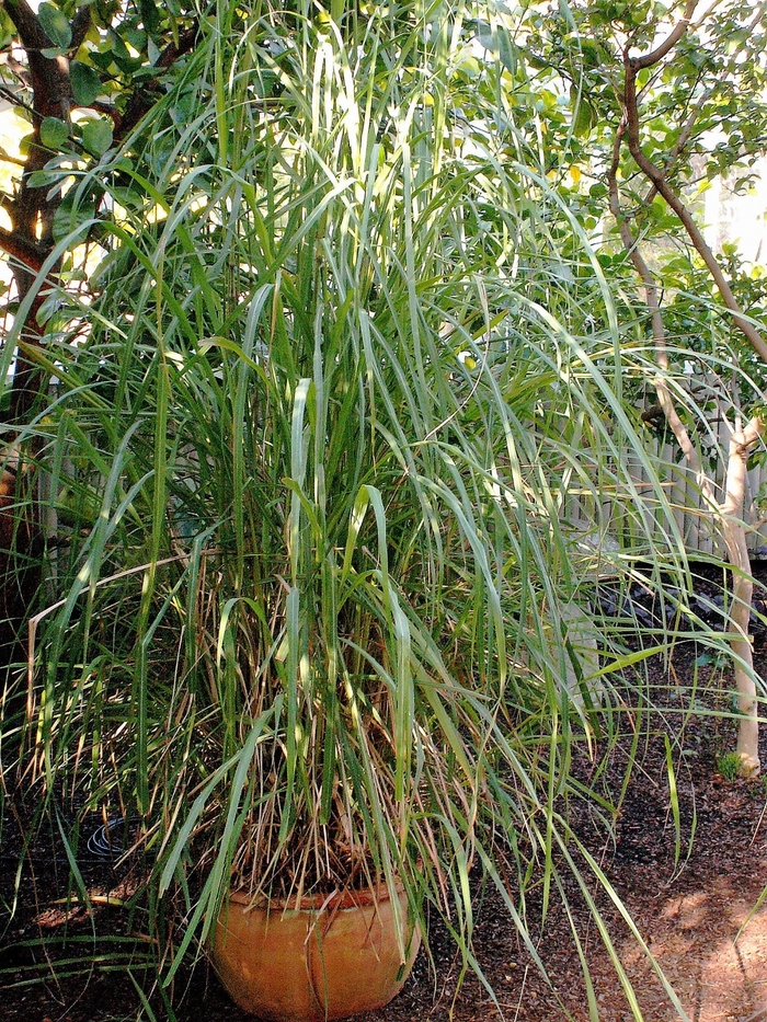 East Indian Lemongrass - Cymbopogon flexuosus from Robinson Florists