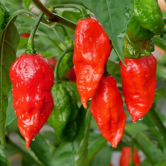 'Bhut Jolokia (Ghost)' Chili Pepper - Capsicum annuum from Robinson Florists