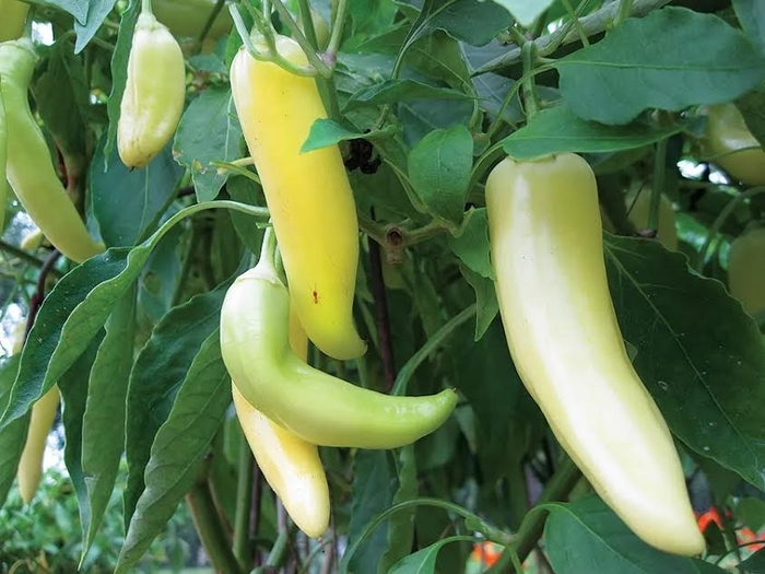 'Bananarama' Sweet Pepper - Capsicum annuum from Robinson Florists