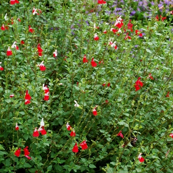Salvia microphylla - 'Hot Lips' Sage