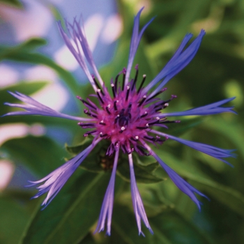 Centaurea montana - 'Blue' Bachelor's Button-Perennial