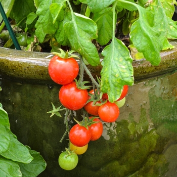 Lycopersicon esculentum - 'Micro Tom' Tomato