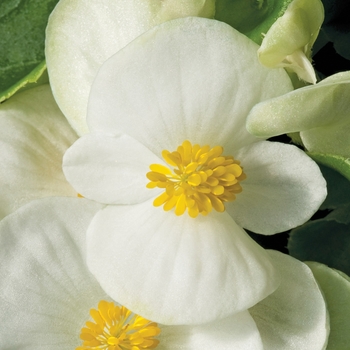 Begonia semperflorens - Bada Bing® 'White'
