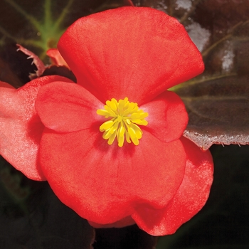 Bada Boom® 'Scarlet' -Begonia semperflorens
