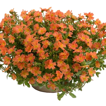Portulaca oleracea (Moss Rose) - Pazzaz™ 'Tangerine'