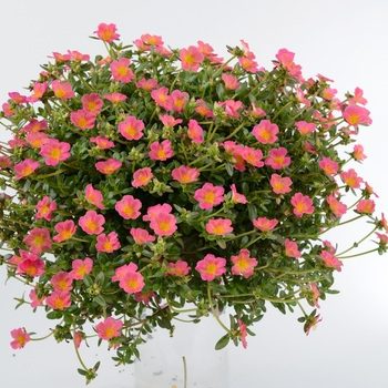 Portulaca oleracea (Moss Rose) - Pazzaz™ 'Pink Glow'