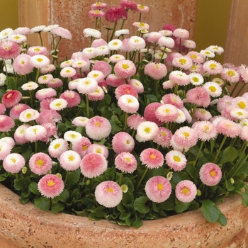 Bellis perennis - Bellissima™ Rose Bicolor