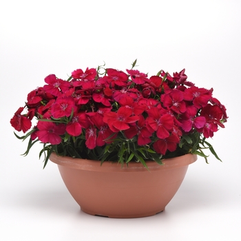 Dianthus chinensis (Pinks) - Coronet™ 'Cherry Red'