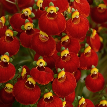 Calceolaria (Pocketbook Plant) - Calynopsis™ 'Red'