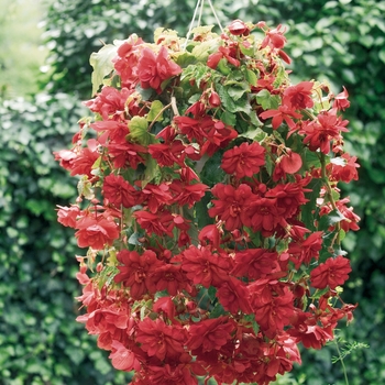 Begonia x tuberhybrida (Tuberous Begonia) - Illumination® 'Scarlet'