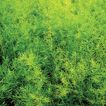 Asparagus densiflorus (Asparagus Fern) - Proven Accents® 'Sprengeri'
