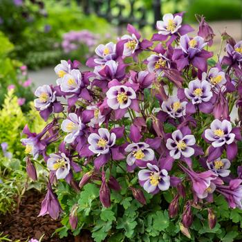 Aquilegia caerulea (Columbine) - Earlybird™ 'Purple White'