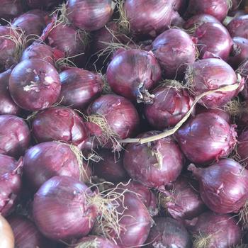 Allium cepa - Red Onion